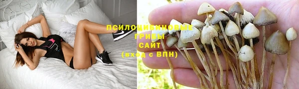 PSILOCYBIN Аркадак
